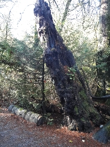 Dead and molding tree
